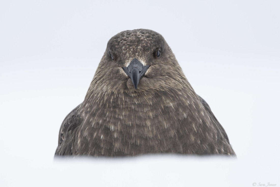 OTL27-25, Day 6, Skua at Foyn © Sara Jenner - Oceanwide Expeditions.jpg