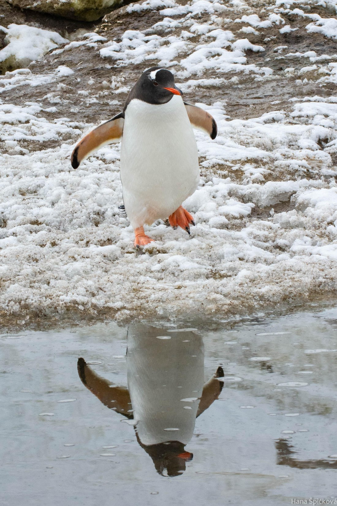 OTL27-25, Day 7, _DSC4919 © Hana Spickova - Oceanwide Expeditions.jpg