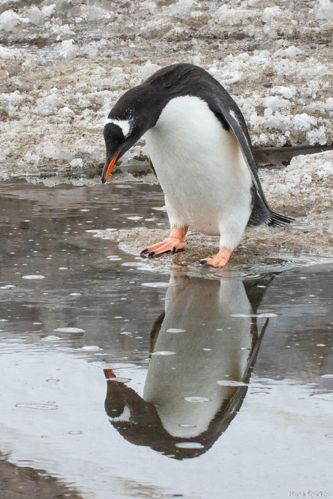 OTL27-25, Day 7, _DSC4926 © Hana Spickova - Oceanwide Expeditions.jpg