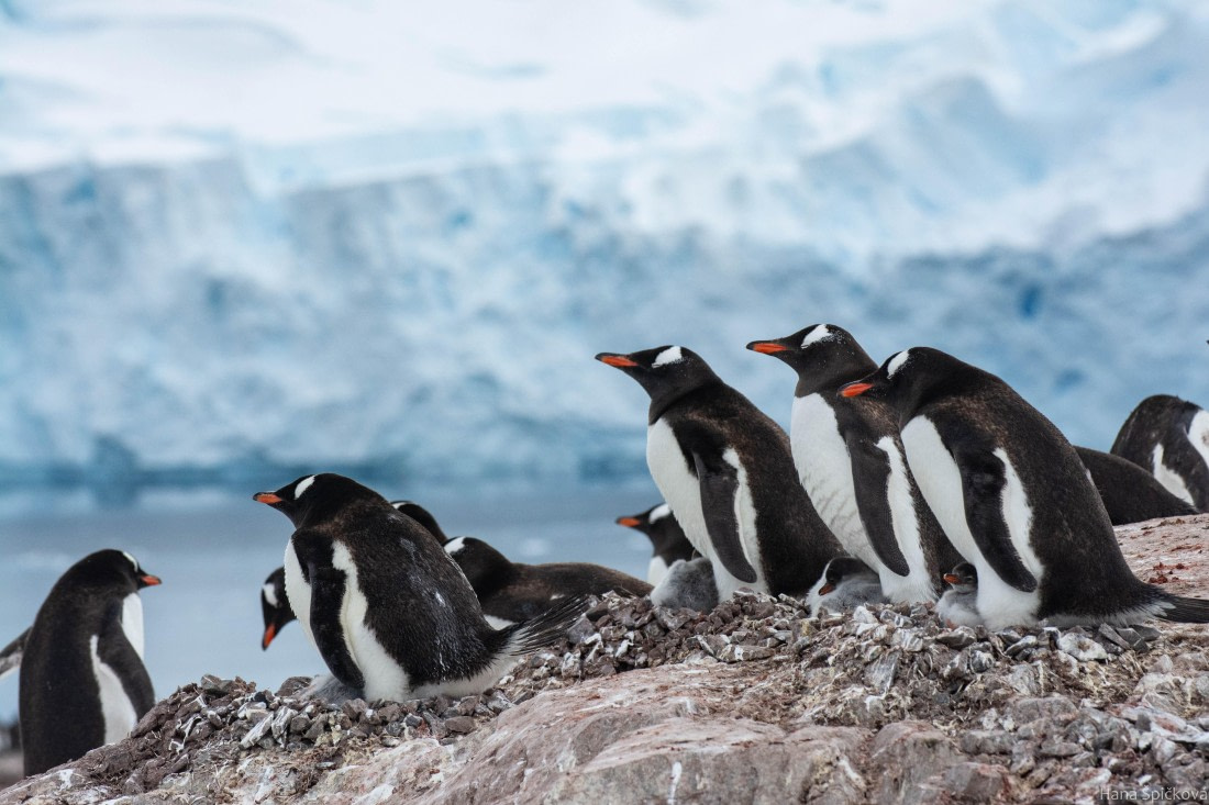 OTL27-25, Day 7, _DSC4933 © Hana Spickova - Oceanwide Expeditions.jpg