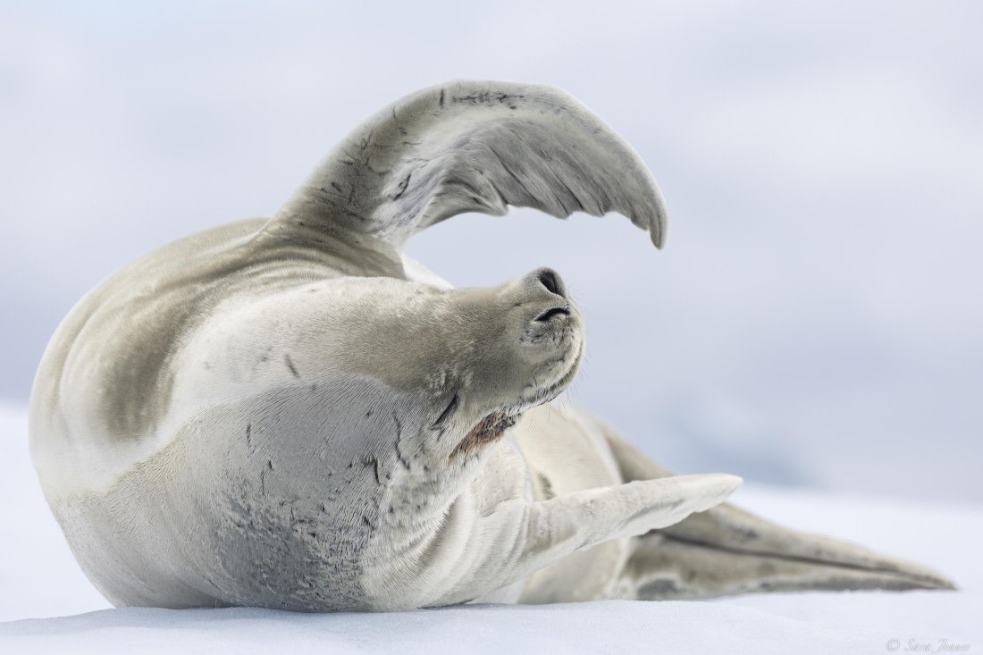 OTL27-25, Day 7, Crabeater at Brown Station © Sara Jenner - Oceanwide Expeditions.jpg