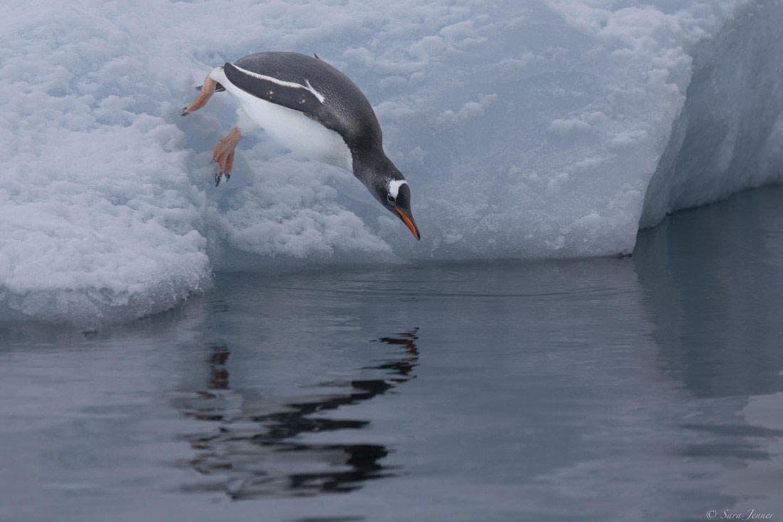 OTL27-25, Day 7, Gentoo penguin © Sara Jenner - Oceanwide Expeditions.jpg