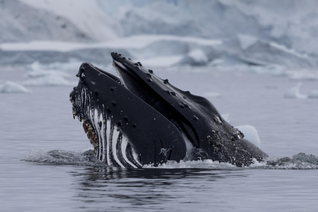 OTL27-25, Day 7, Humpback at Brown Station © Sara Jenner - Oceanwide Expeditions.jpg