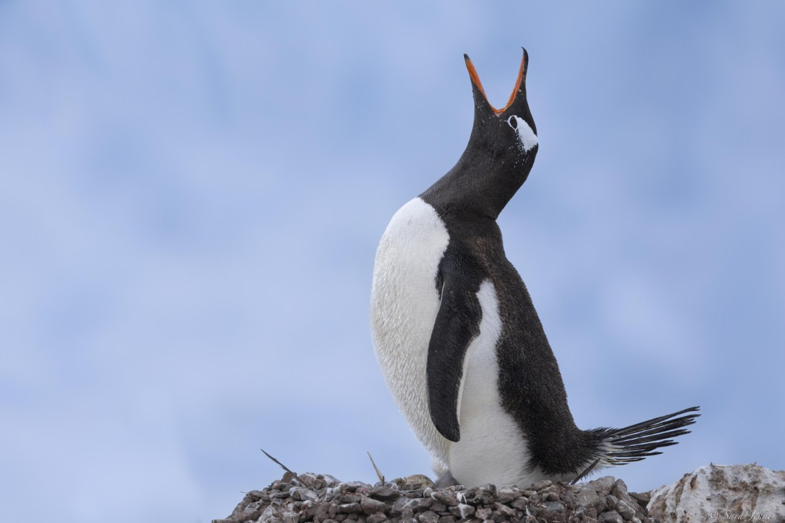 OTL27-25, Day 7, Neko 1 © Sara Jenner - Oceanwide Expeditions.jpg