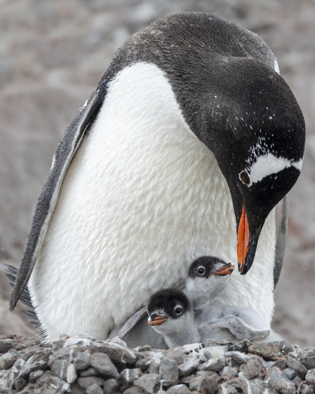 OTL27-25, Day 7, Neko 3 © Sara Jenner - Oceanwide Expeditions.jpg