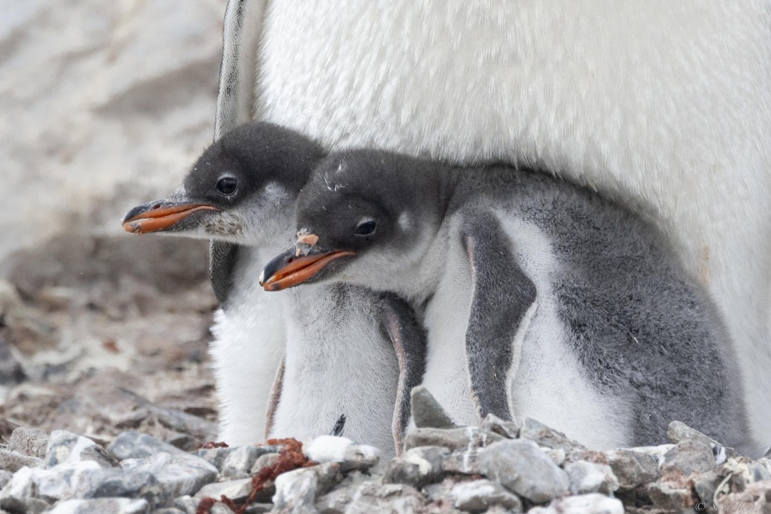 OTL27-25, Day 7, Neko 5 © Sara Jenner - Oceanwide Expeditions.jpg