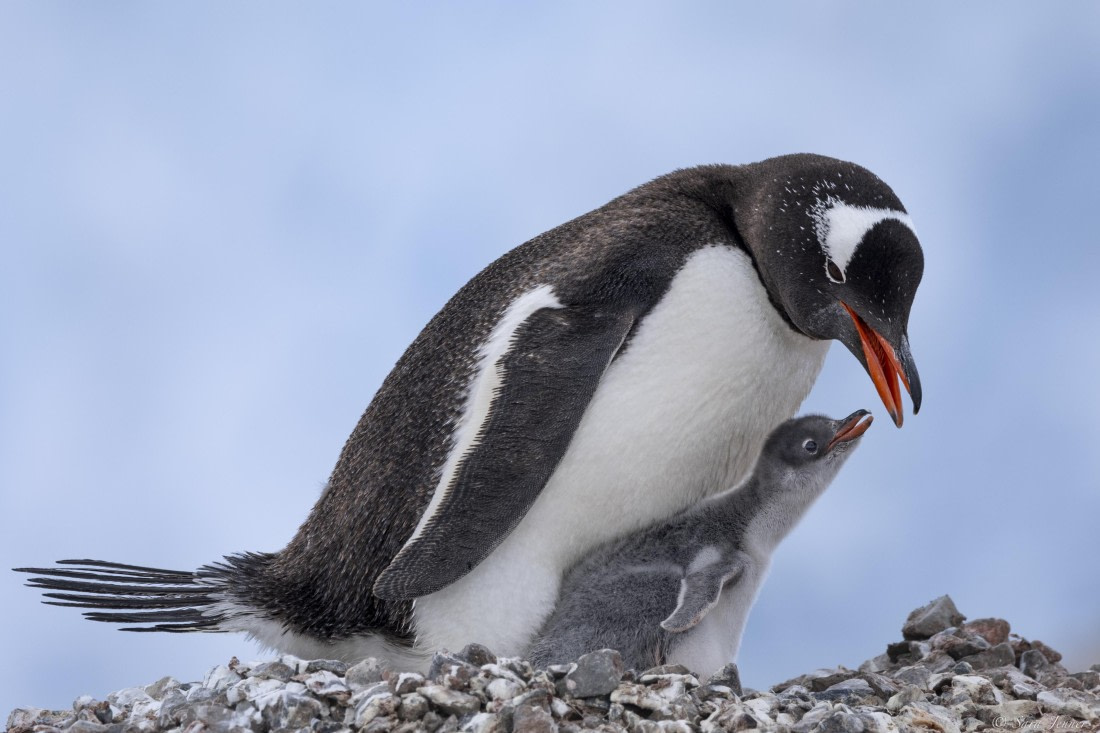 OTL27-25, Day 7, Neko 6 © Sara Jenner - Oceanwide Expeditions.jpg