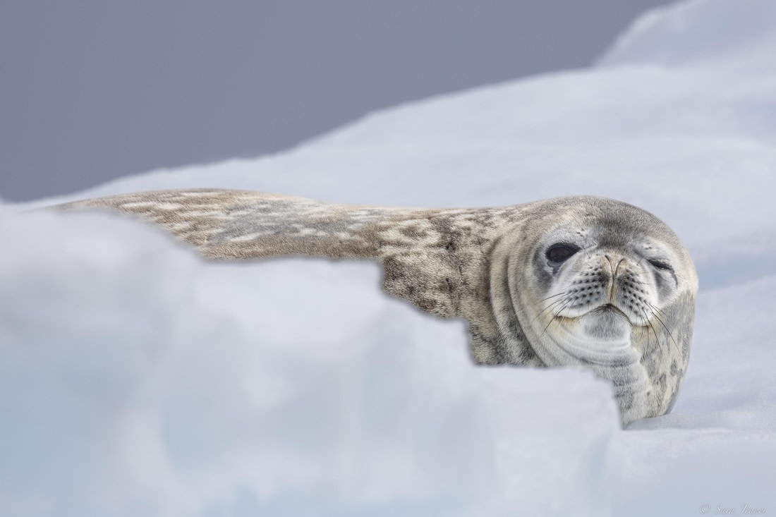 OTL27-25, Day 7, Weddell Seal at Brown Station © Sara Jenner - Oceanwide Expeditions.jpg