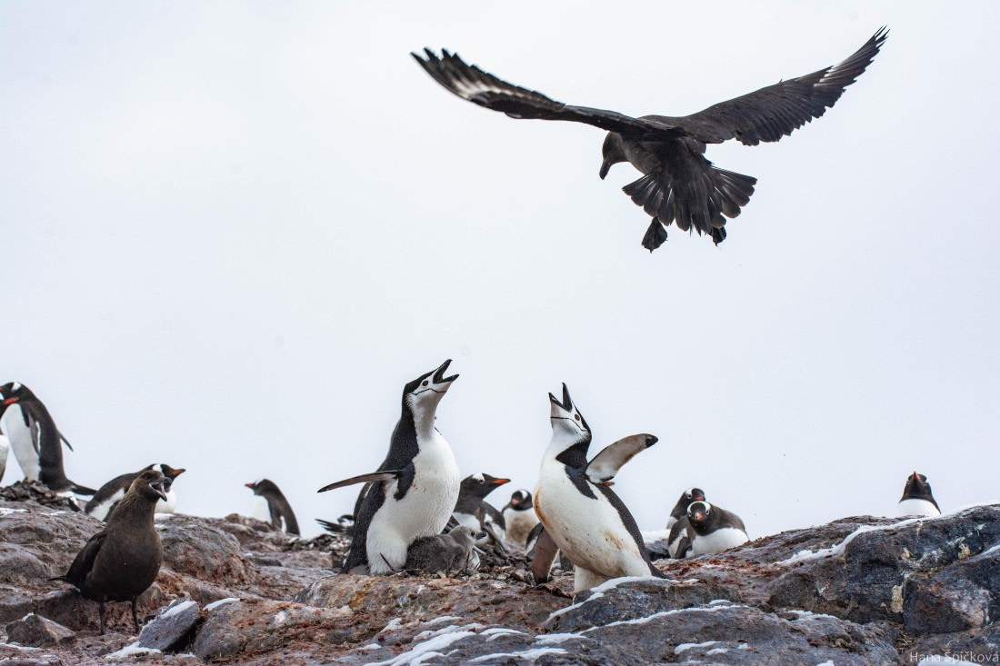 OTL27-25, Day 8, _DSC4951 © Hana Spickova - Oceanwide Expeditions.jpg