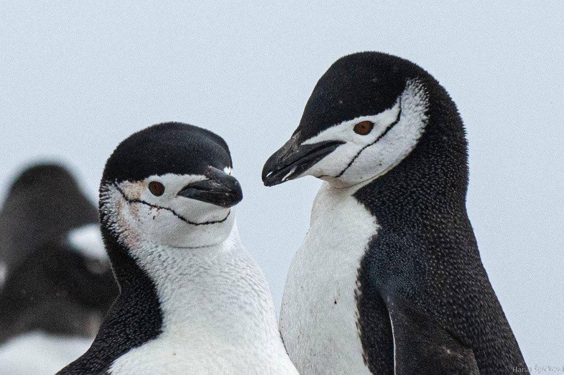 OTL27-25, Day 8, _DSC4954 © Hana Spickova - Oceanwide Expeditions.jpg