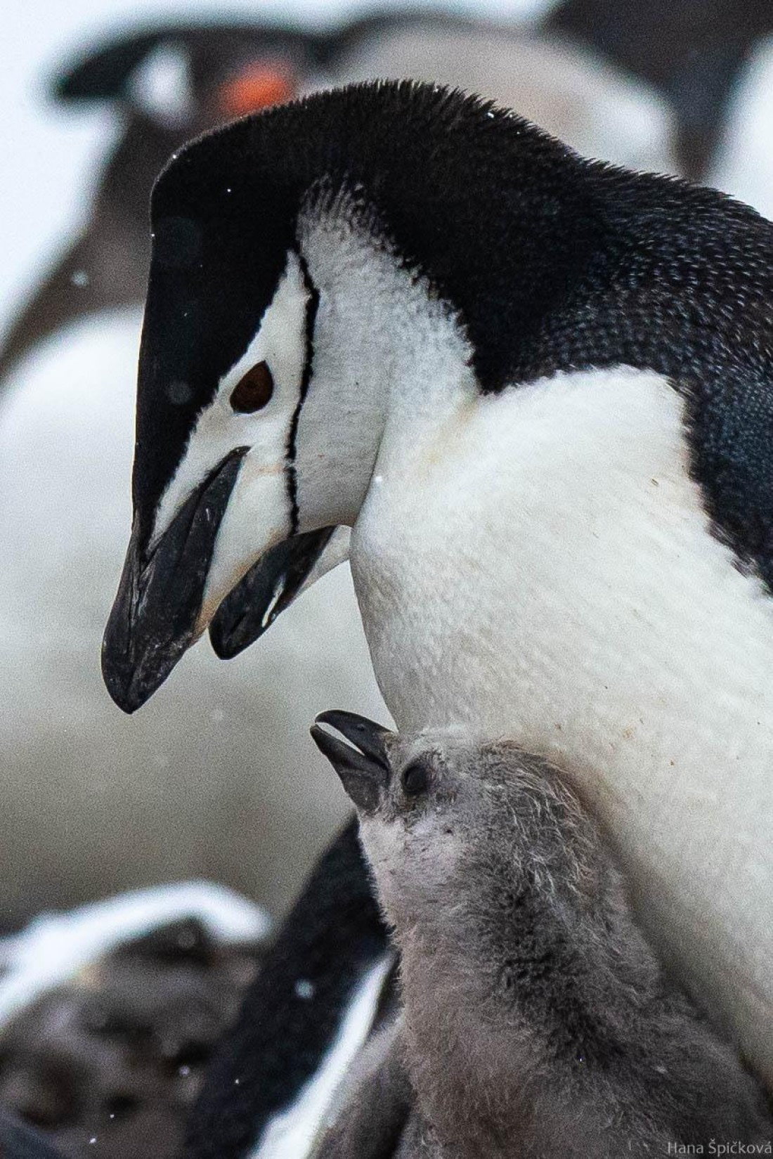 OTL27-25, Day 8, _DSC4968 © Hana Spickova - Oceanwide Expeditions.jpg