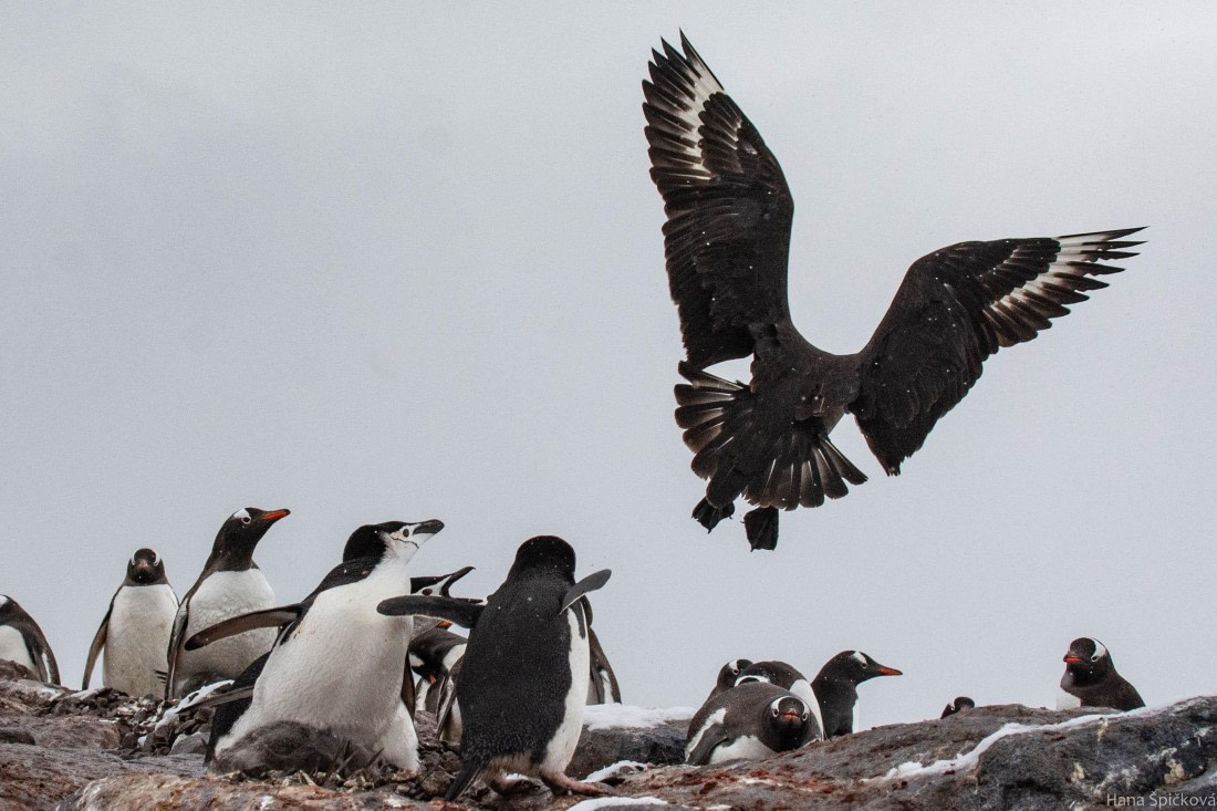 OTL27-25, Day 8, _DSC4976 © Hana Spickova - Oceanwide Expeditions.jpg