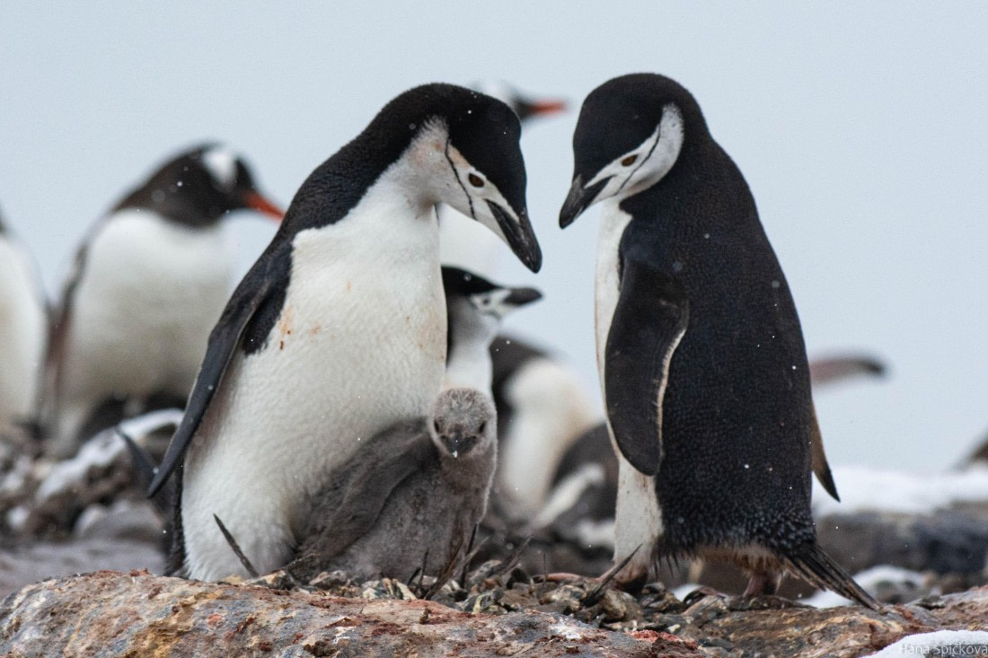 OTL27-25, Day 8, _DSC4983 © Hana Spickova - Oceanwide Expeditions.jpg