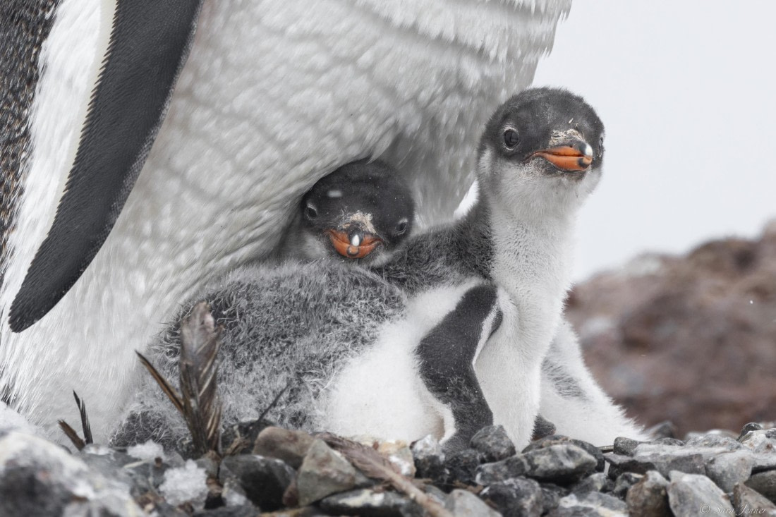 OTL27-25, Day 8, Danco Island © Sara Jenner - Oceanwide Expeditions.jpg