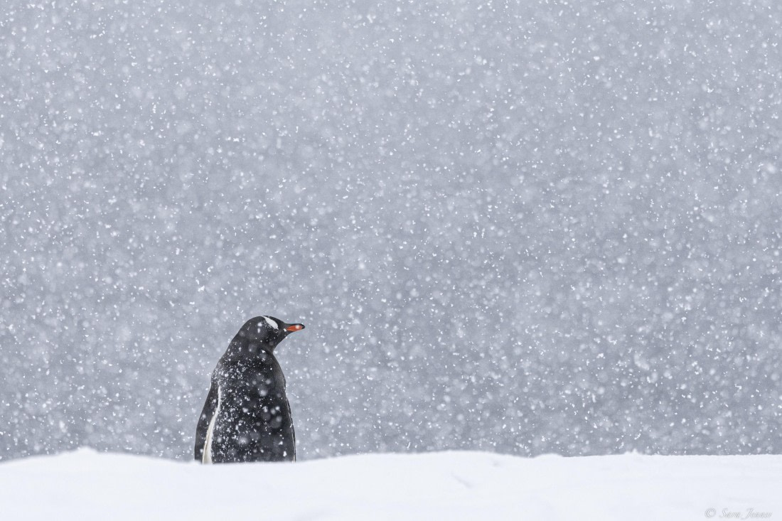 OTL27-25, Day 8, Orne Island 1 © Sara Jenner - Oceanwide Expeditions.jpg