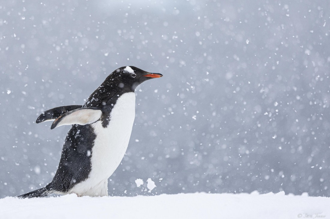 OTL27-25, Day 8, Orne Island 2 © Sara Jenner - Oceanwide Expeditions.jpg
