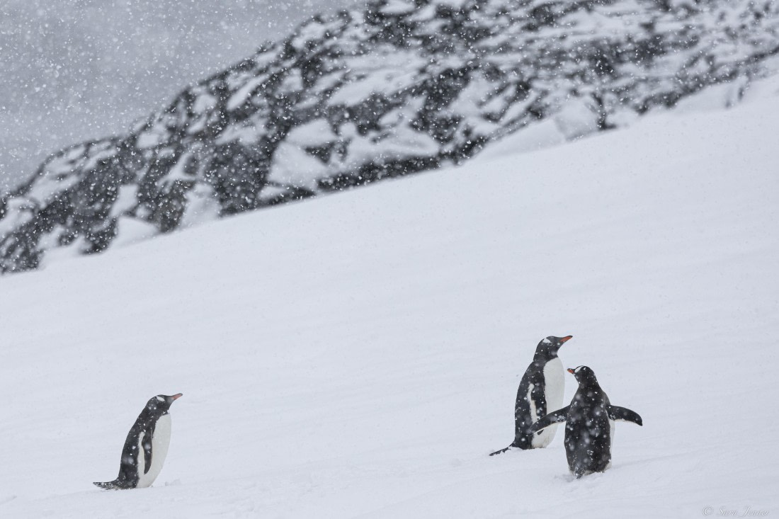 OTL27-25, Day 8, Orne Island 3 © Sara Jenner - Oceanwide Expeditions.jpg