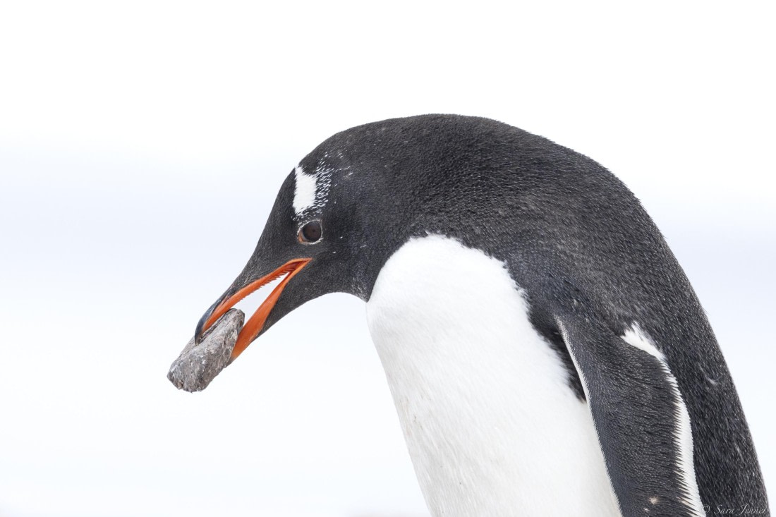 OTL27-25, Day 9, Damoy Point 4 © Sara Jenner - Oceanwide Expeditions.jpg