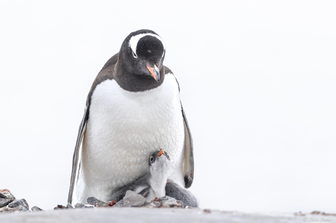 OTL27-25, Day 9, Damoy Point 5 © Sara Jenner - Oceanwide Expeditions.jpg