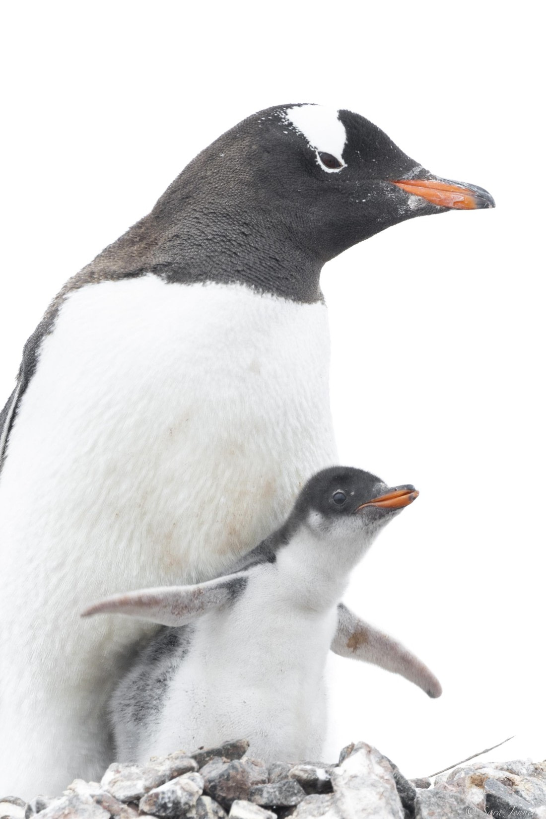 OTL27-25, Day 9, Damoy Point 7 © Sara Jenner - Oceanwide Expeditions.jpg