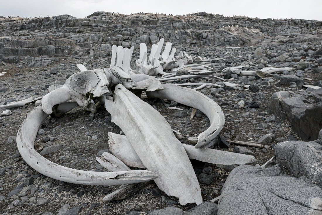 OTL27-25, Day 9, Jougla Point 1 © Sara Jenner - Oceanwide Expeditions.jpg