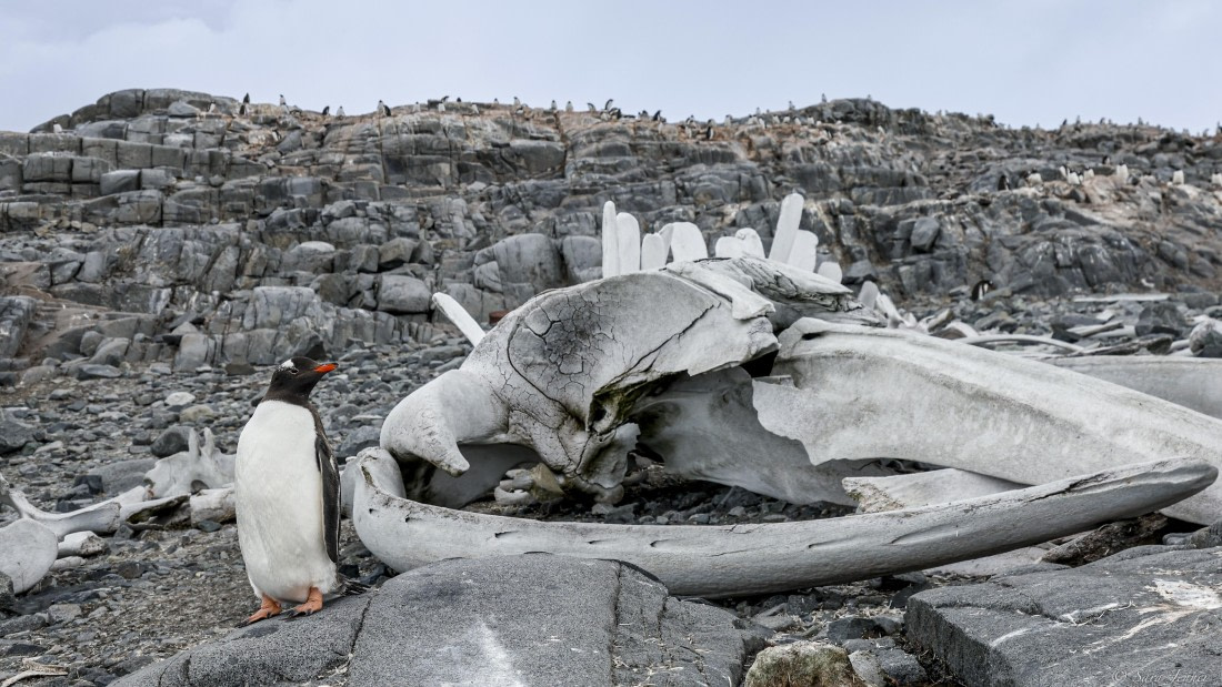 OTL27-25, Day 9, Jougla Point 2 © Sara Jenner - Oceanwide Expeditions.jpg