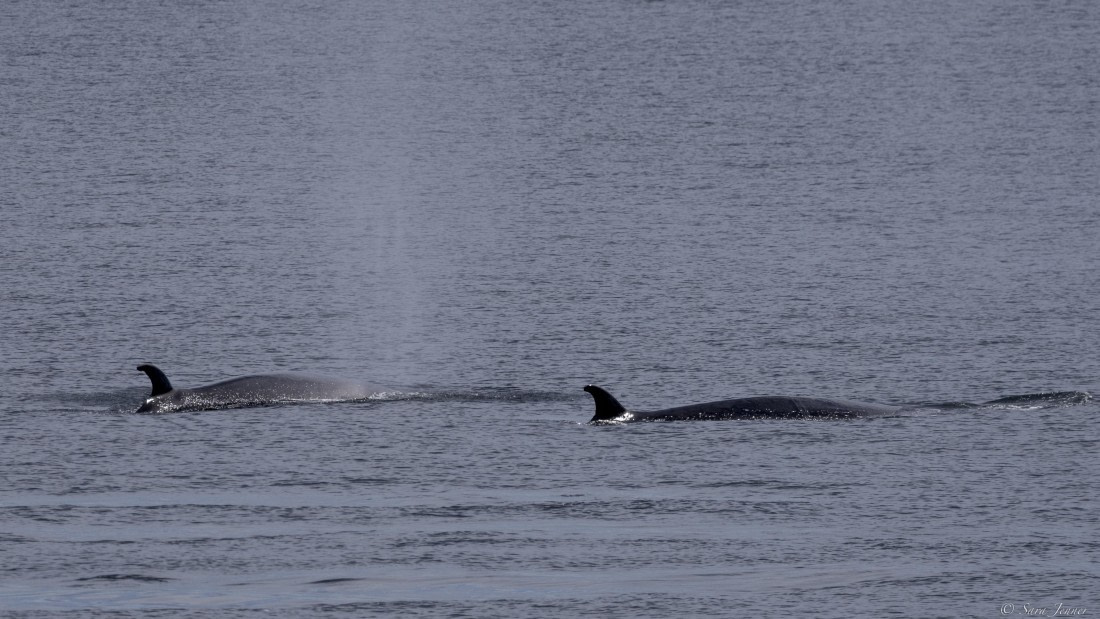 OTL27-25, Day 12, Sei Whale 2 © Sara Jenner - Oceanwide Expeditions.jpg