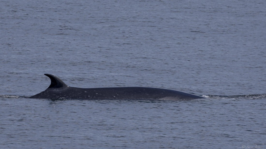 OTL27-25, Day 12, Sei Whale 3 © Sara Jenner - Oceanwide Expeditions.jpg