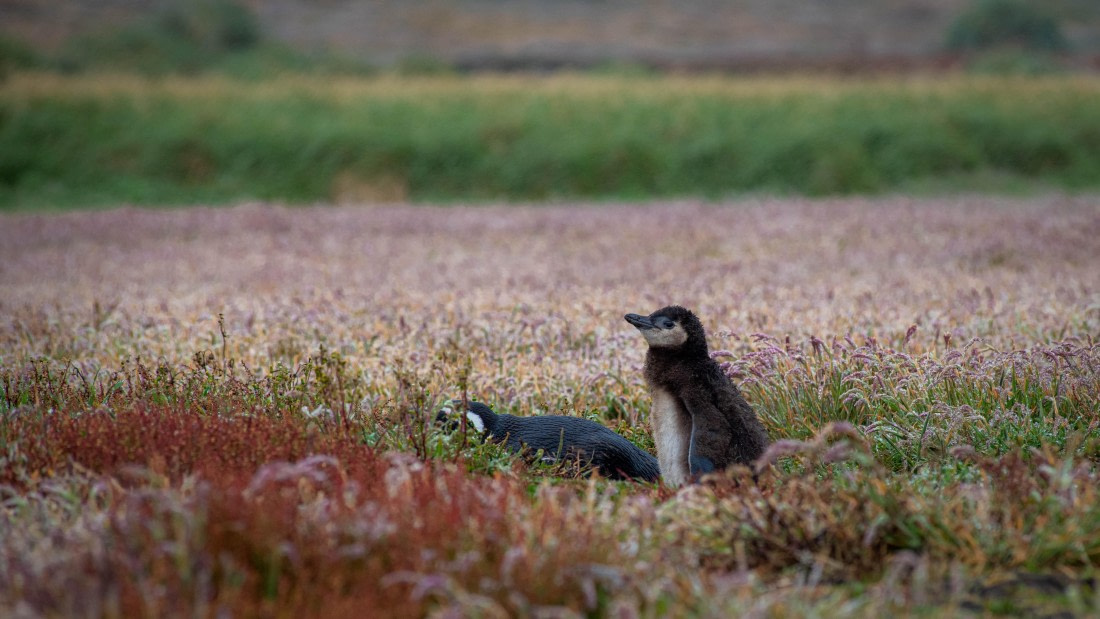HDS26-25, Day 3, RLO_0586 © Alexander Romanovskiy - Oceanwide Expeditions.jpg