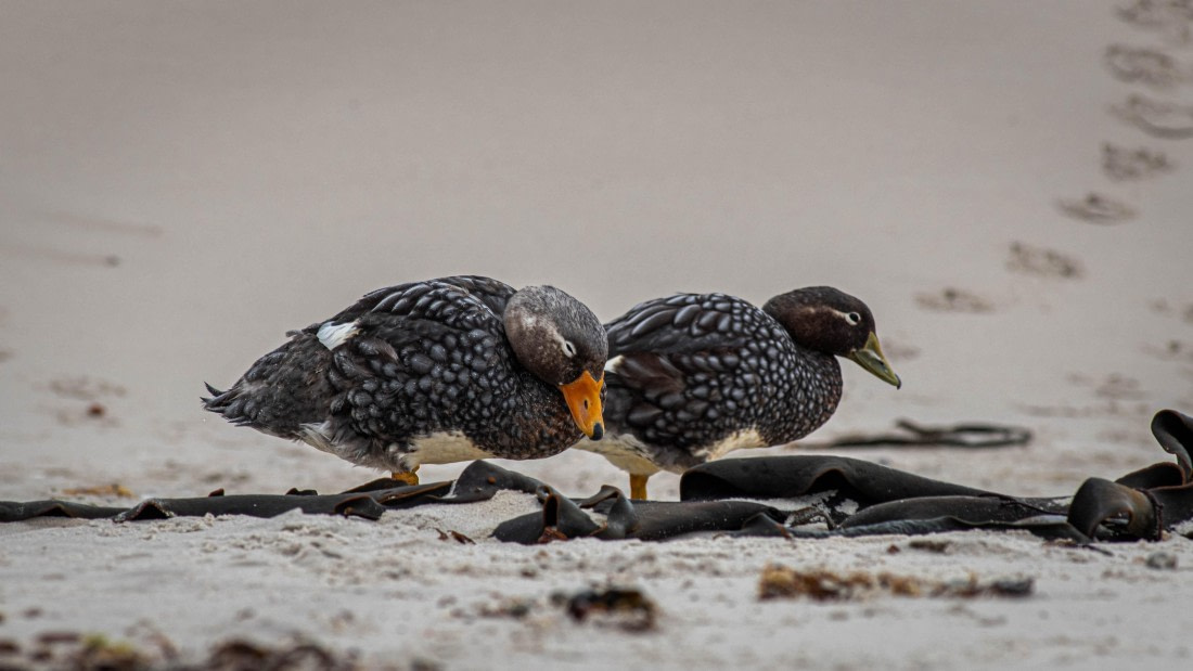HDS26-25, Day 3, RLO_0594 © Alexander Romanovskiy - Oceanwide Expeditions.jpg