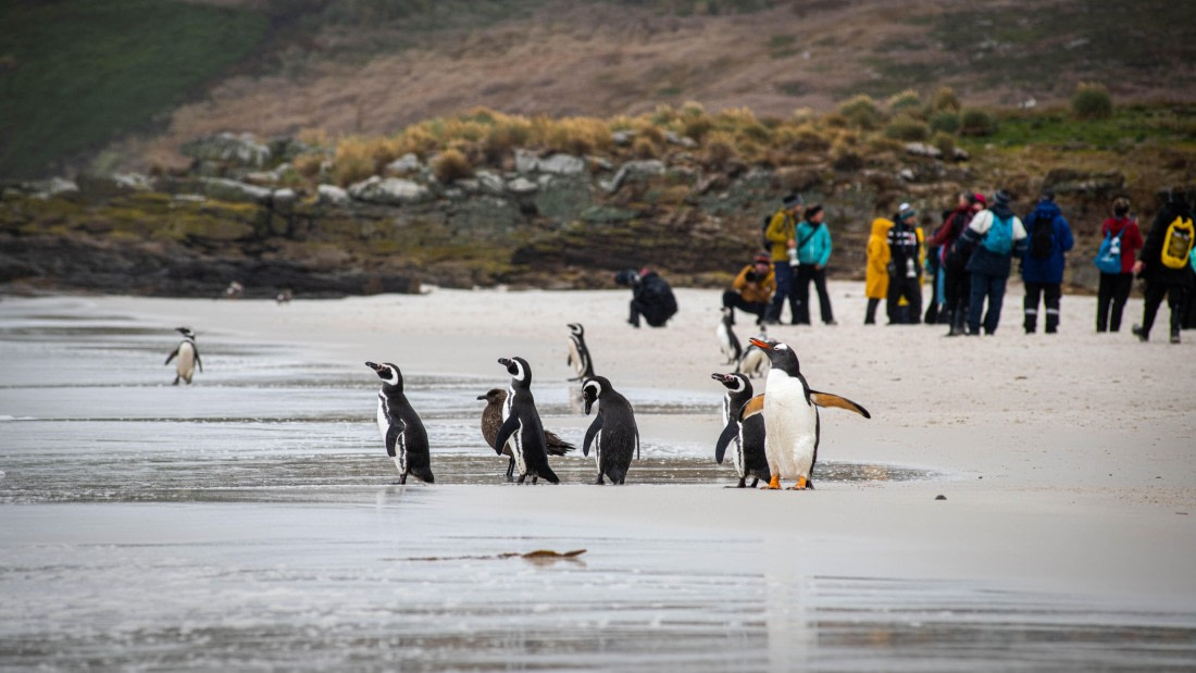 HDS26-25, Day 3, RLO_0597 © Alexander Romanovskiy - Oceanwide Expeditions.jpg