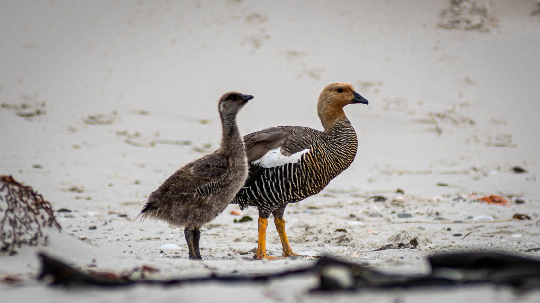 HDS26-25, Day 3, RLO_0634 © Alexander Romanovskiy - Oceanwide Expeditions.jpg