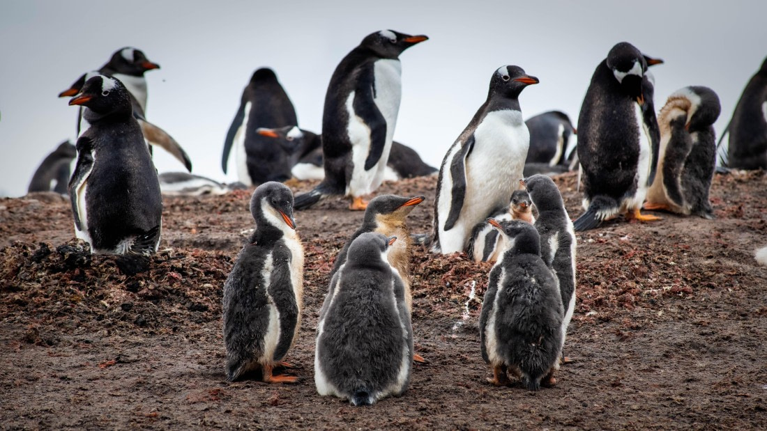 HDS26-25, Day 3, RLO_0649 © Alexander Romanovskiy - Oceanwide Expeditions.jpg