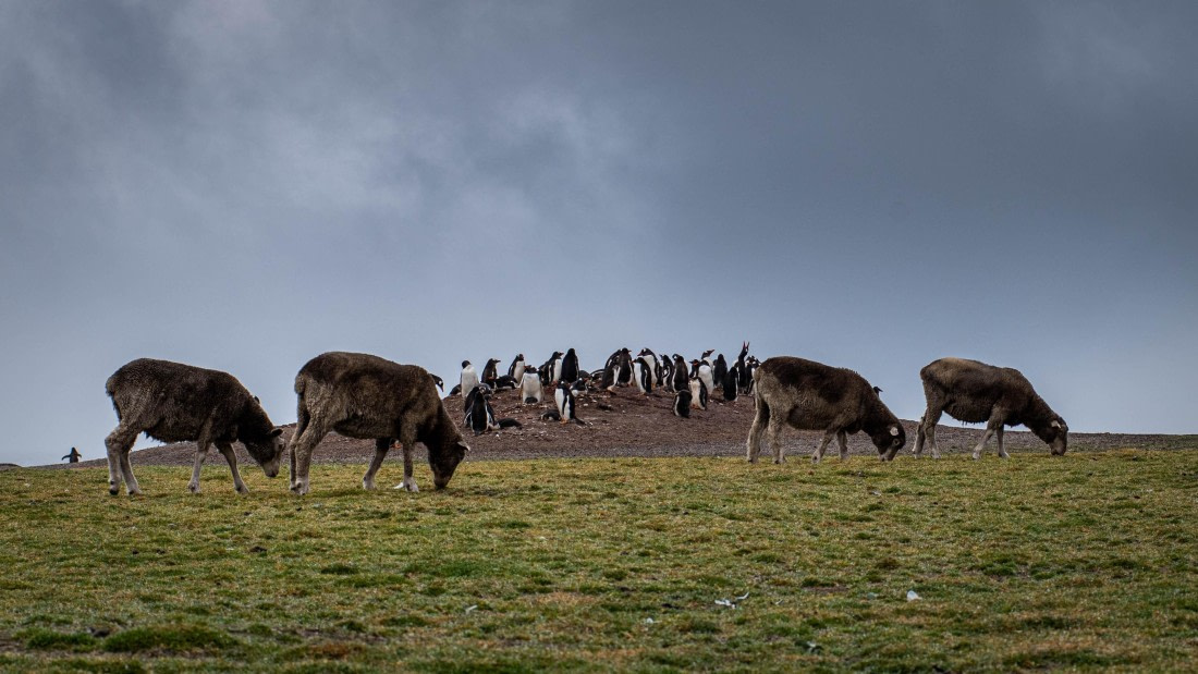 HDS26-25, Day 3, RLO_0659 © Alexander Romanovskiy - Oceanwide Expeditions.jpg