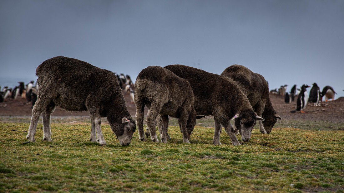 HDS26-25, Day 3, RLO_0661 © Alexander Romanovskiy - Oceanwide Expeditions.jpg