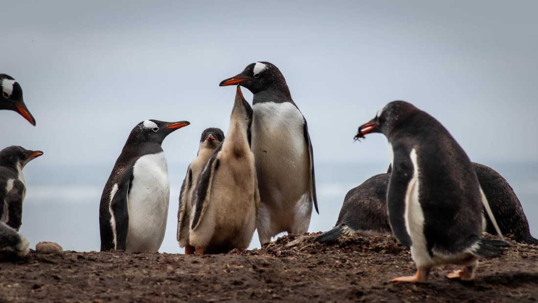HDS26-25, Day 3, RLO_0673 © Alexander Romanovskiy - Oceanwide Expeditions.jpg