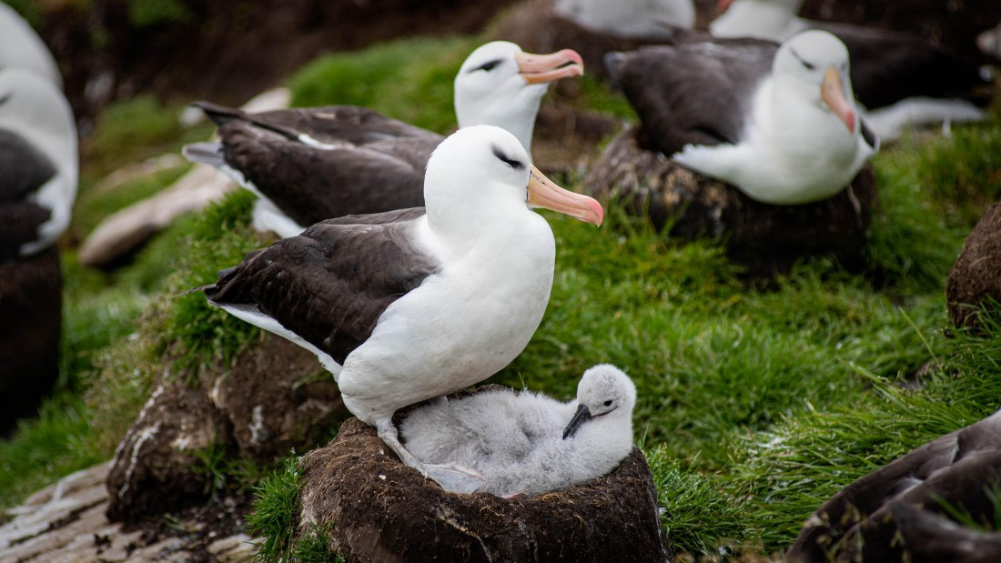 HDS26-25, Day 3, RLO_0698 © Alexander Romanovskiy - Oceanwide Expeditions.jpg