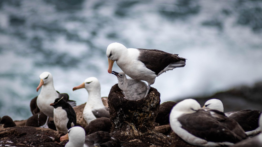 HDS26-25, Day 3, RLO_0713 © Alexander Romanovskiy - Oceanwide Expeditions.jpg