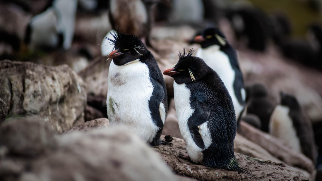 HDS26-25, Day 3, RLO_0732 © Alexander Romanovskiy - Oceanwide Expeditions.jpg