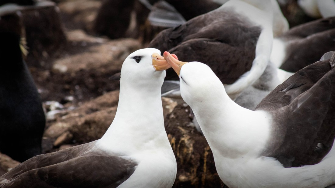 HDS26-25, Day 3, RLO_0767 © Alexander Romanovskiy - Oceanwide Expeditions.jpg