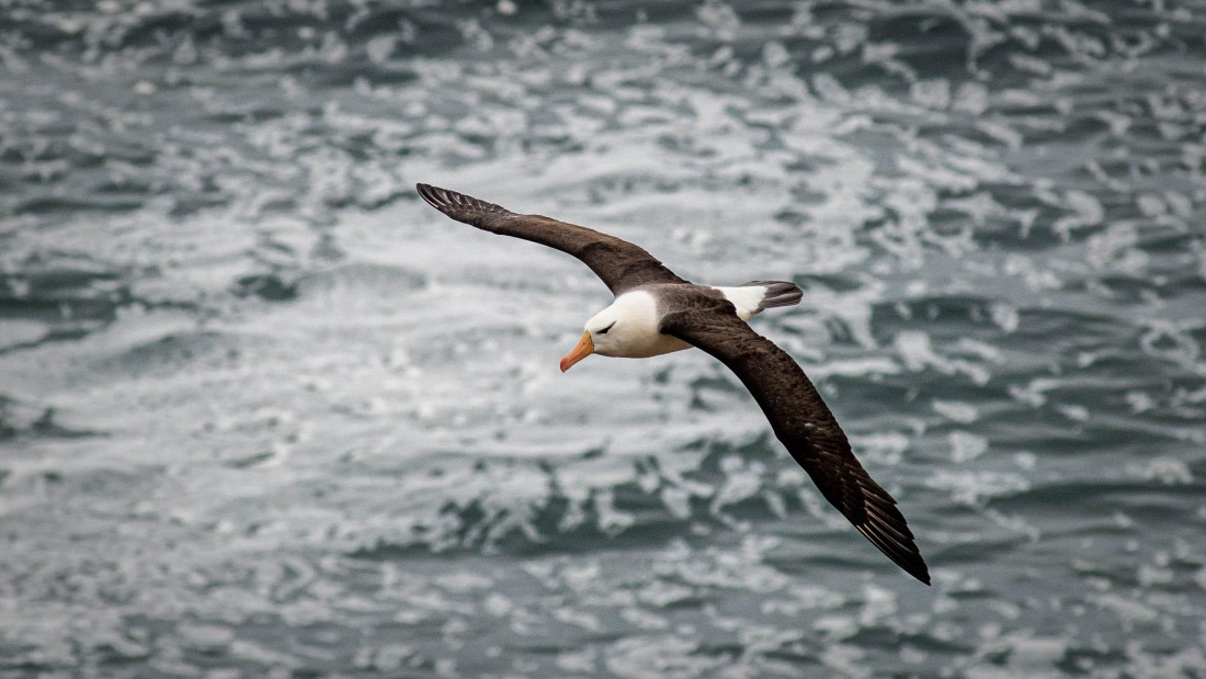 HDS26-25, Day 3, RLO_0788 © Alexander Romanovskiy - Oceanwide Expeditions.jpg