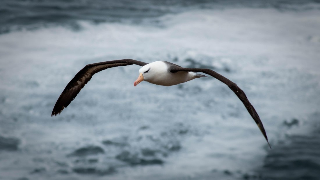 HDS26-25, Day 3, RLO_0818 © Alexander Romanovskiy - Oceanwide Expeditions.jpg