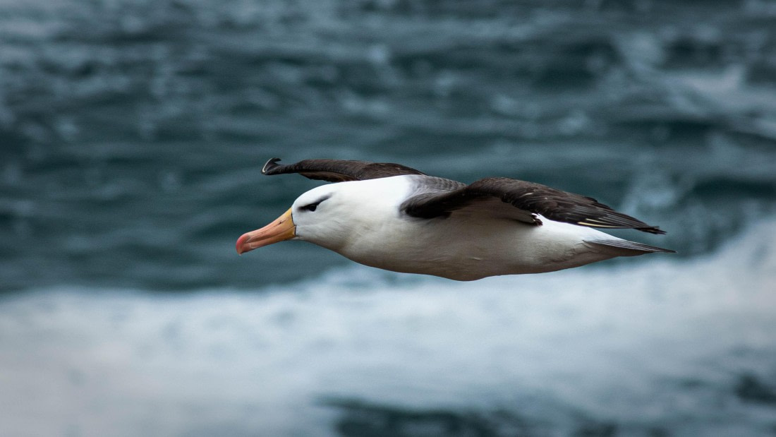 HDS26-25, Day 3, RLO_0824 © Alexander Romanovskiy - Oceanwide Expeditions.jpg