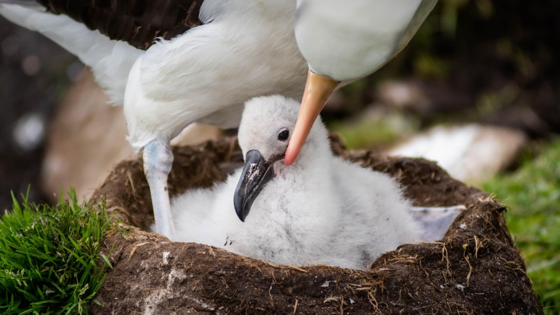 HDS26-25, Day 3, RLO_0849 © Alexander Romanovskiy - Oceanwide Expeditions.jpg