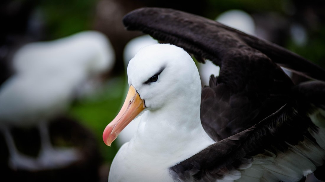 HDS26-25, Day 3, RLO_0858 © Alexander Romanovskiy - Oceanwide Expeditions.jpg