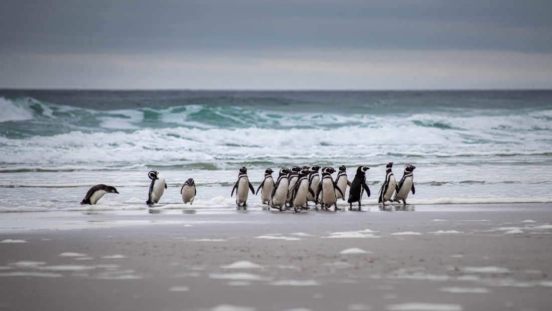 HDS26-25, Day 3, RLO_0881 © Alexander Romanovskiy - Oceanwide Expeditions.jpg