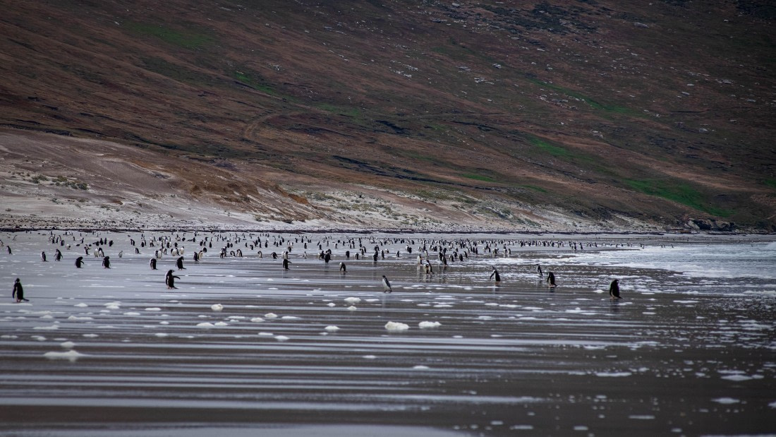 HDS26-25, Day 3, RLO_0905 © Alexander Romanovskiy - Oceanwide Expeditions.jpg