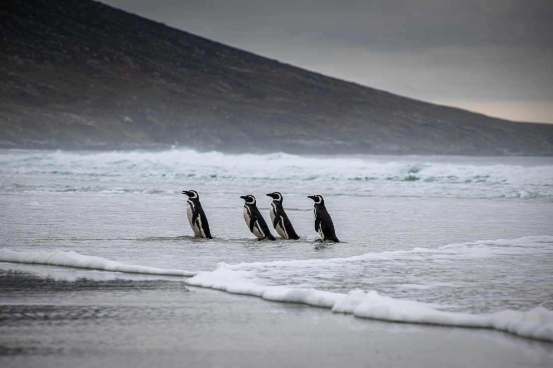 HDS26-25, Day 3, RLO_0909 © Alexander Romanovskiy - Oceanwide Expeditions.jpg