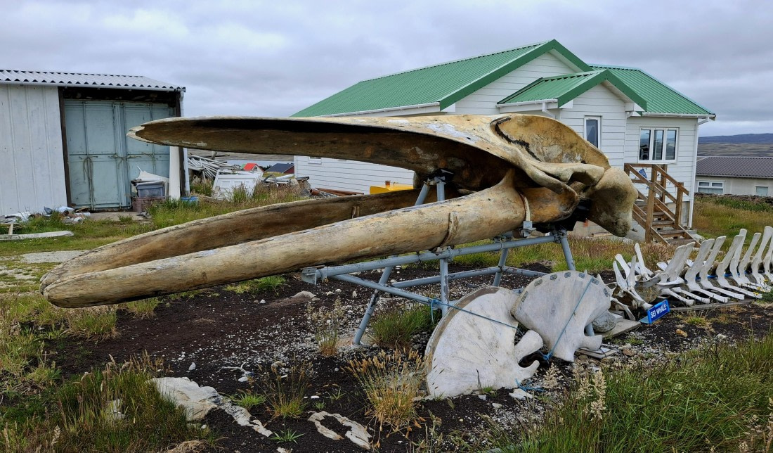 HDS26-25, Day 4, 20250107_102703 © Unknown photographer - Oceanwide Expeditions.jpg
