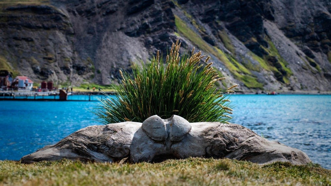 HDS26-25, Day 7, RLO_0989 © Alexander Romanovskiy - Oceanwide Expeditions.jpg